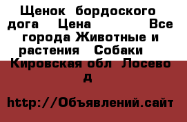 Щенок  бордоского  дога. › Цена ­ 60 000 - Все города Животные и растения » Собаки   . Кировская обл.,Лосево д.